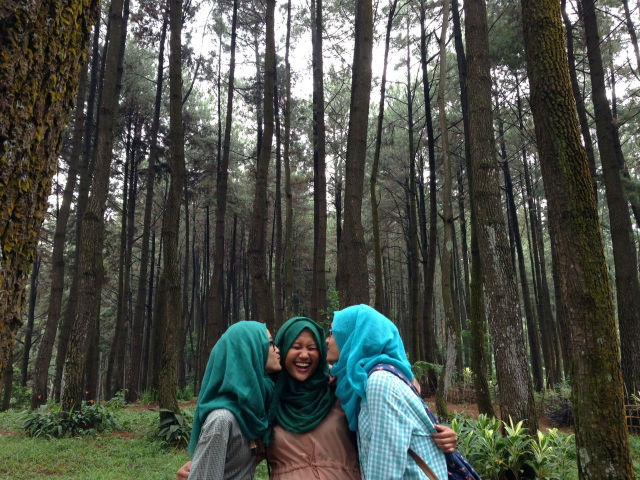 Tall pine trees in sentul, west java, indonesia